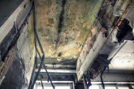 Why You Should Choose Our Mold Remediation Services in Dalton Gardens, ID